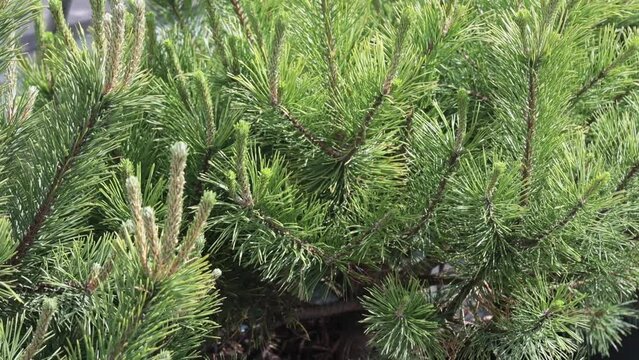 Garden center. Outdoor summer playground. A young pine sapling planted in a pot with earth.