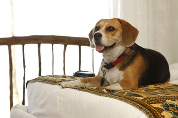 Fototapeta na wymiar Happy beagle resting on a bed