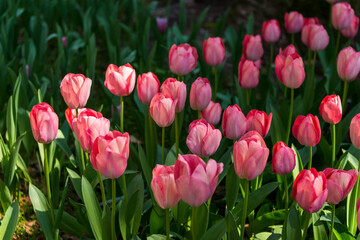 blooming spring pink tulips flower with sun beams like background in park, garden floral background