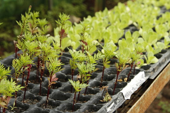 Closeup of plant seedlings at an outdoor farm