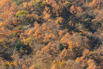 美しいカラマツの紅葉