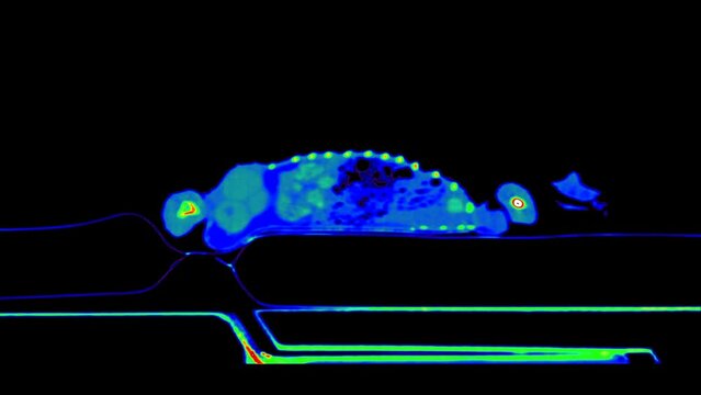 multi color CT scan of a Bearded dragon pet on a black background. Oncologist veterinary diagnostic x-ray test. Exotic veterinarian diagnostic tomography scan test on a reptile. side view