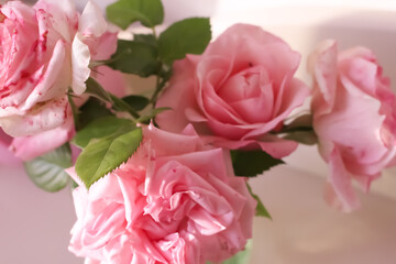 gorgeous blooming pink roses. House flowers.
