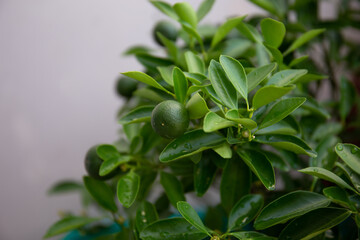 Close up of lemon on tree in the garden 