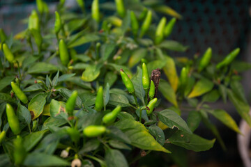 Photo of chilies tree in the garden