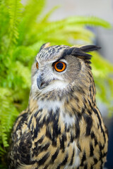 eurasian eagle owl and green background