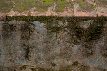 moss on stone wall