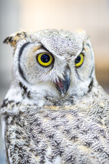Owl staring with yellow eyes and unfocused background