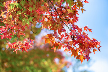 maple leaf red autumn tree with blurred background. Beautiful maple trees with coloured leafs at autumn. Colorful foliage in the park.