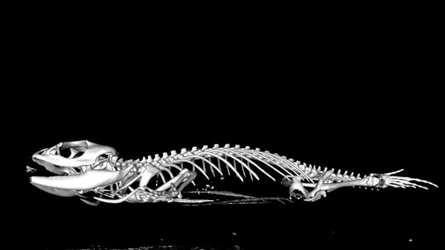 side view of black and white CT scan of a pogona vitticeps pet on a black background with visible skeleton. Orthopedic veterinary diagnostic x-ray test.