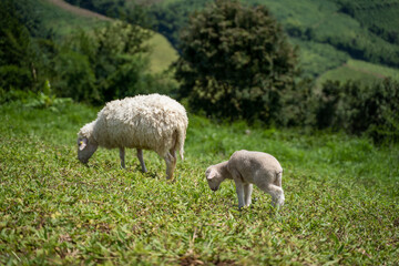 Obraz na płótnie Canvas Sheeps, lambs on the mountain farm against green grass fields with blue sky and white clouds. Cheeps on the green grass