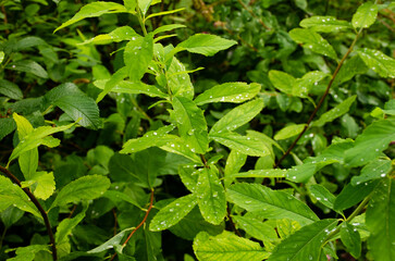 Green leaf with dew drops. Pure water drops on the leaves in the summer forest