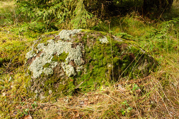 A stone covered with green moss and lichen lies in a summer forest.
