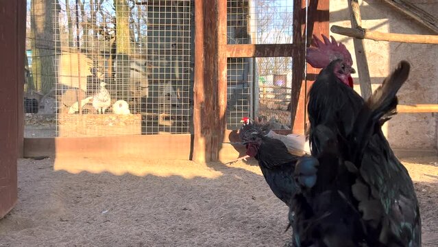 Black rooster with red comb standing in farmyard. Real time video. Poultry farm theme.