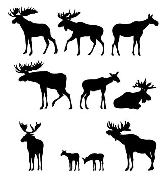 Moose set. Elk adult males and females. Moose cubs. Silhouette picture. Animals in wild. Isolated on white background. Vector.