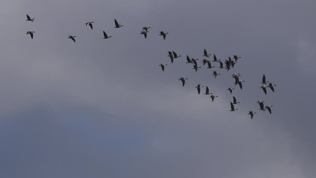 Geese flying in formation in the winter sky of England. Bird flu has been killing thousands of birds in the UK including geese 4K