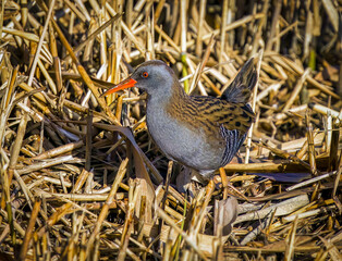 Water Rail in the Reedbed