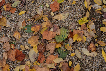 autumn leaves on the ground, gravel road with dry leaves, texture, background