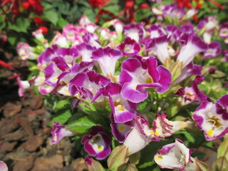 春の花壇に美しく咲き誇る、紫色が鮮やかなのトレニアの花