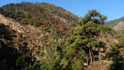 Colorful autumn scenery in the forest,  faall colors, fall
