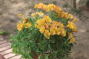yellow flowers in the garden
