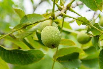 Green ripe walnuts on tree. 