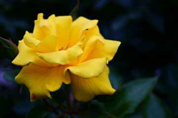 Fototapeta premium 黄色いバラ