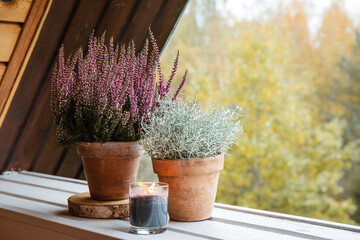 Silver cushion Bush (Calocephalus brownii or Leucophyta brownii) and heather flower (Calluna...