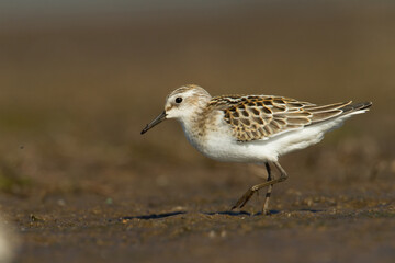 Bird Calidris minuta Little Stint small migratory bird, Poland Europe