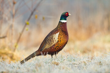 Common pheasant Phasianus colchius Ring-necked pheasant in natural habitat, grassland in early winter