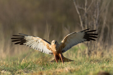 Flying Birds of prey Marsh harrier Circus aeruginosus, hunting time Poland Europe