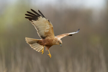 Flying Birds of prey Marsh harrier Circus aeruginosus, hunting time Poland Europe