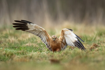 Flying Birds of prey Marsh harrier Circus aeruginosus, hunting time Poland Europe