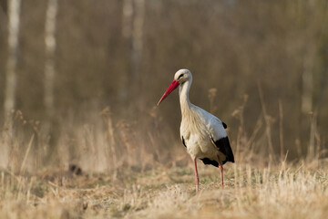 Bird White Stork Ciconia ciconia hunting time summer in Poland Europe