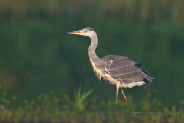 Bird Grey heron, gray heron Ardea cinerea bird on dark green background, hunting time