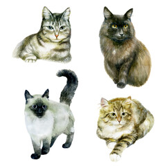 Watercolor illustration, set. Images of cats. Black, gray and striped fluffy cats.