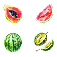 Watercolor illustration, set. Fruit. Watermelon, papaya, lychee.