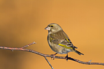 European greenfinch Chloris chloris or common greenfinch songbird winter time blurred background