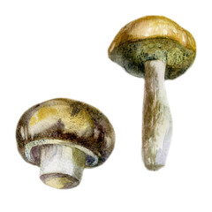 Watercolor illustration, image of mushrooms, set.