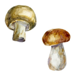 Watercolor illustration, image of mushrooms, set