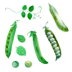 Watercolor illustration, set. Pea pods, beans.
