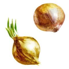 Watercolor illustration, set. Onion. Bulb plant painted in watercolor.