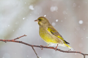 European greenfinch Chloris chloris or common greenfinch songbird winter time blurred background