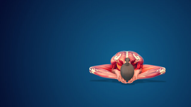 3D human Baddha Konasan or Bound Angle variation yoga pose on blue background