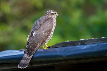 Birds of prey Sparrowhawk Accipiter nisus, hunting time bird sitting on the branch, Poland Europe	
