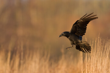 Bird Common Raven Corvus corax, dark style big black scary bird