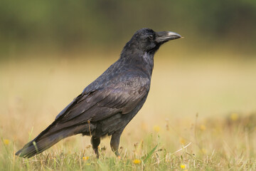 Bird Common Raven Corvus corax, dark style big black scary bird