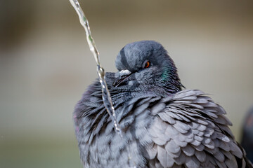 Shallow focus close-up of one pigeon preparing to drink water from a fountain tap at Piazza del Campo, Siena, Tuscany, Italy