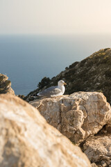 Seagull on a stone on top of a mountain