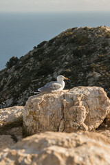 Seagull on a stone on top of a mountain